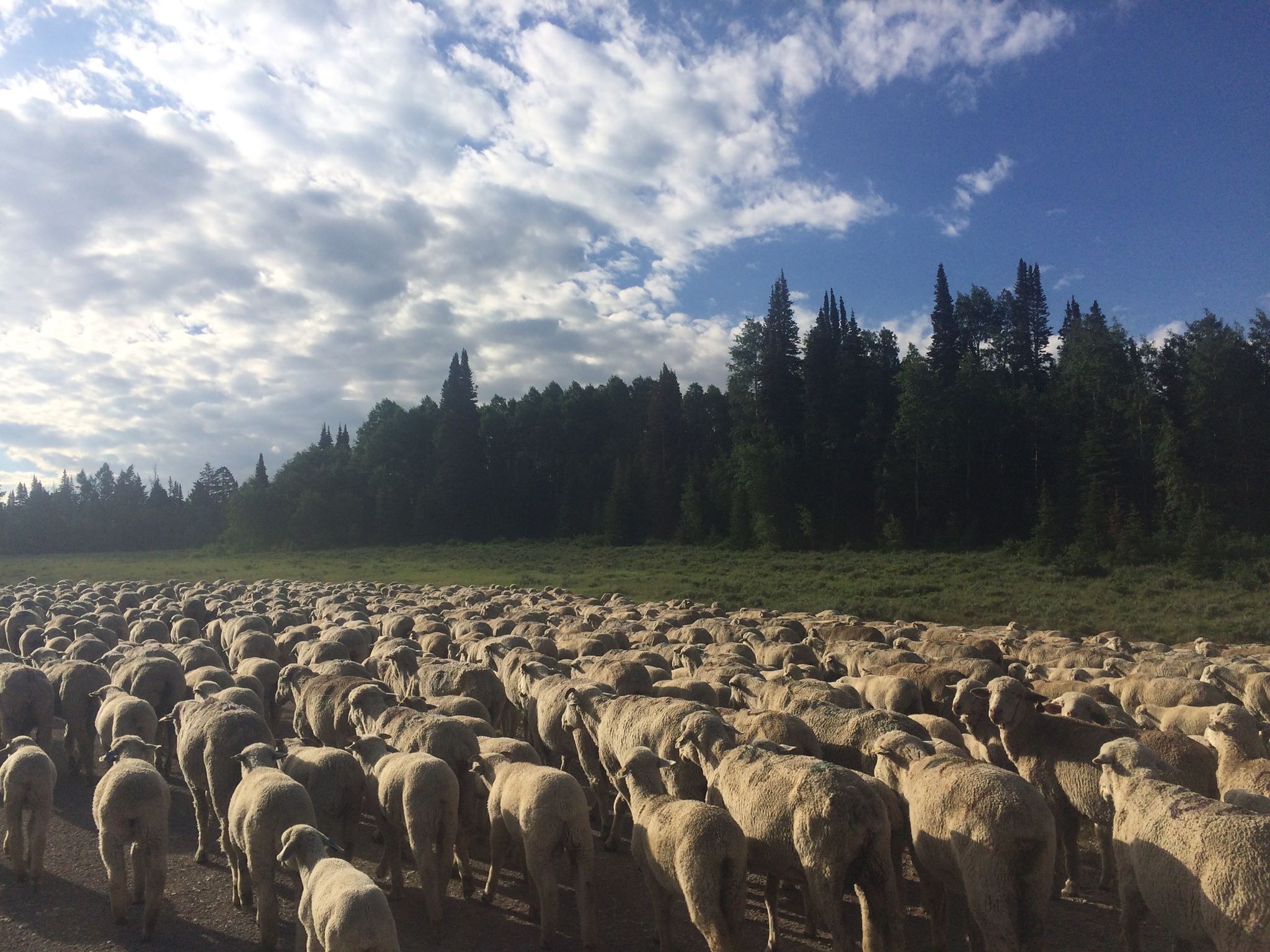 13988036_1134936479879137_7010262819397314738_o