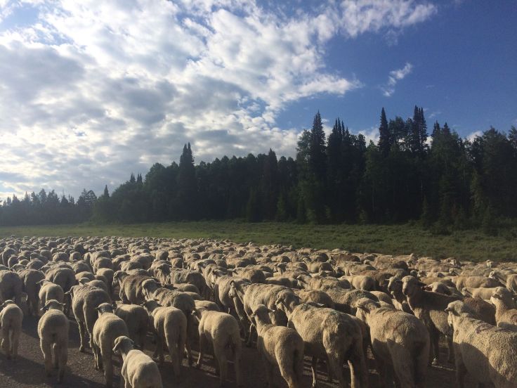 13988036_1134936479879137_7010262819397314738_o