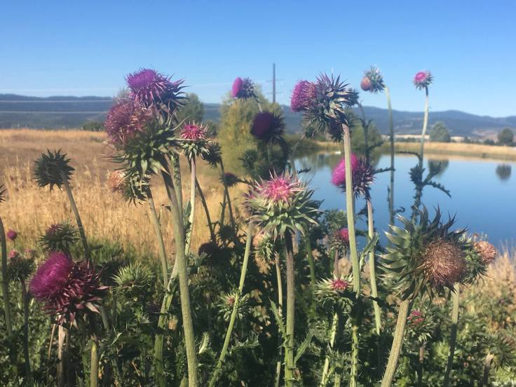 40614730_1962303047142472_3060549822038671360_o