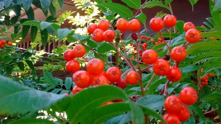 41033748_1965232593516184_8563751221528100864_o